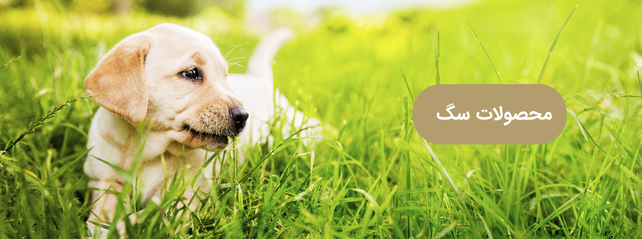 محصولات سگ
