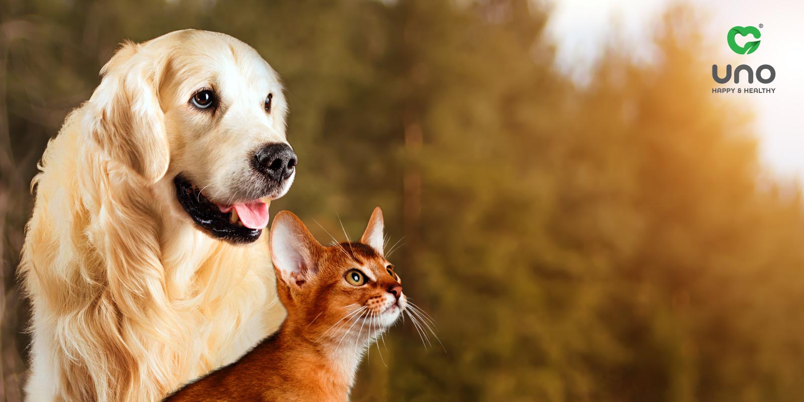 میزان خاکستر غذای سگ و گربه در یک محصول با کیفیت چقدر است؟