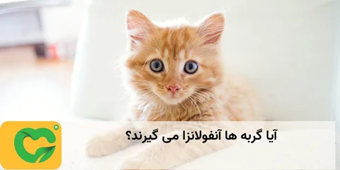 آیا گربه ها آنفولانزا می گیرند؟