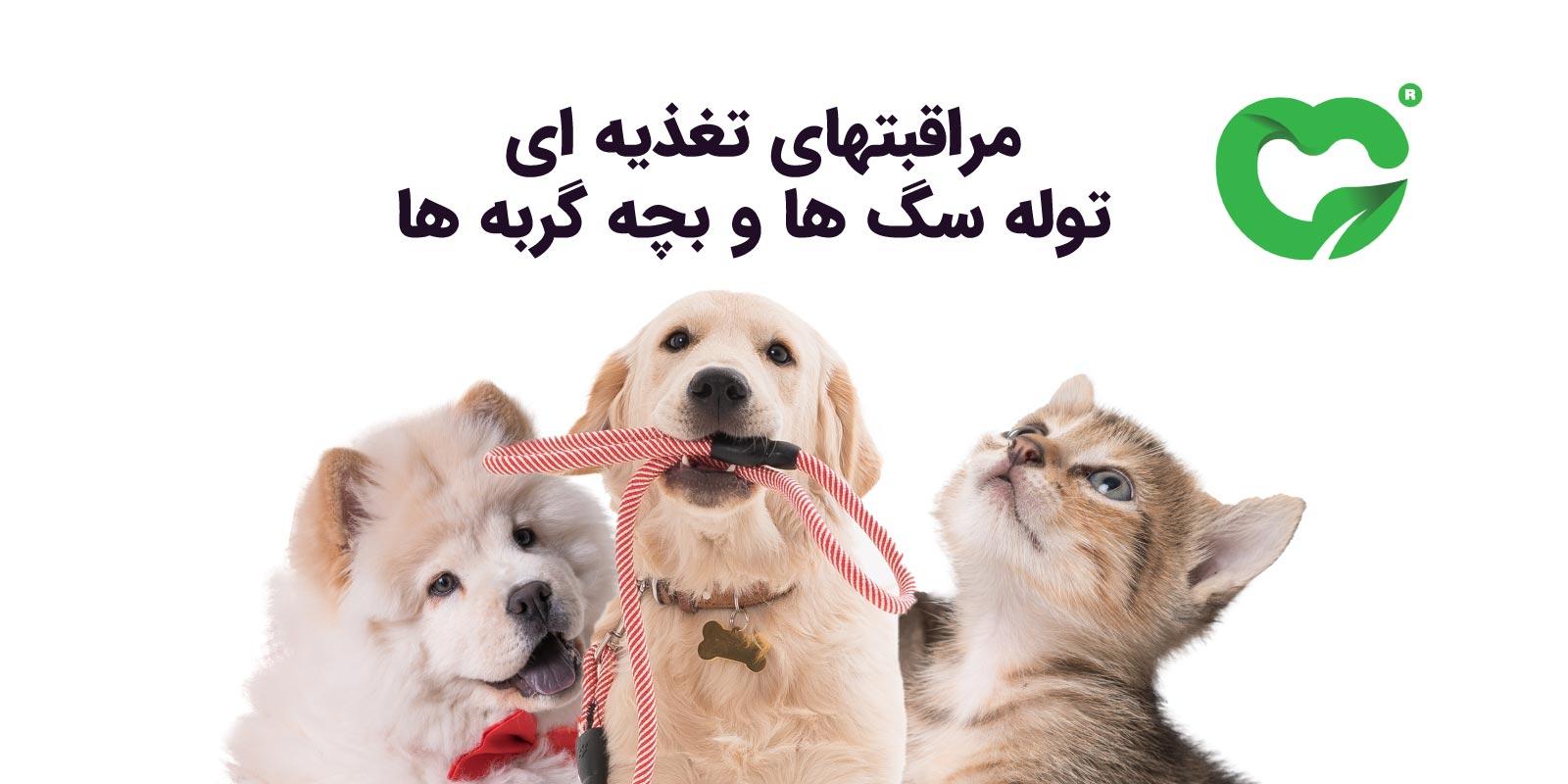 مراقبت‌های تغذیه‌ای توله سگ‌ها و بچه گربه‌ها