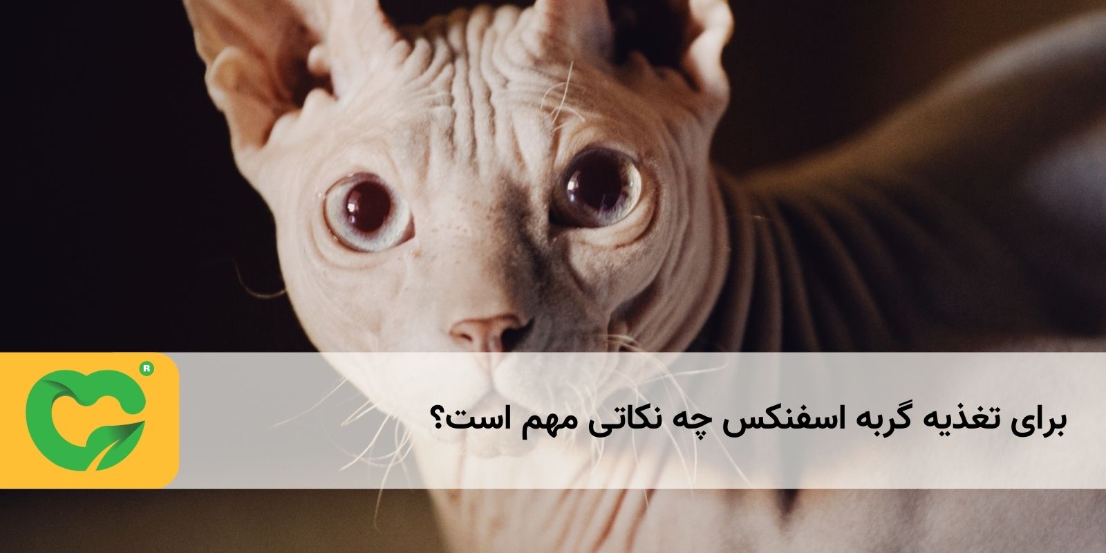 برای تغذیه گربه اسفنکس چه نکاتی مهم است؟