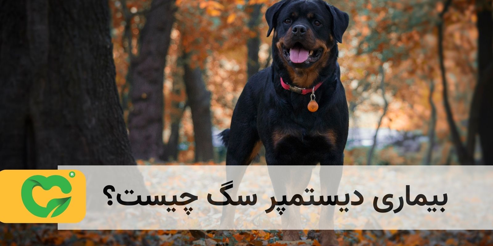 بیماری دیستمپر سگ چیست؟