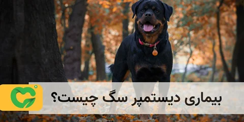 بیماری دیستمپر سگ چیست؟