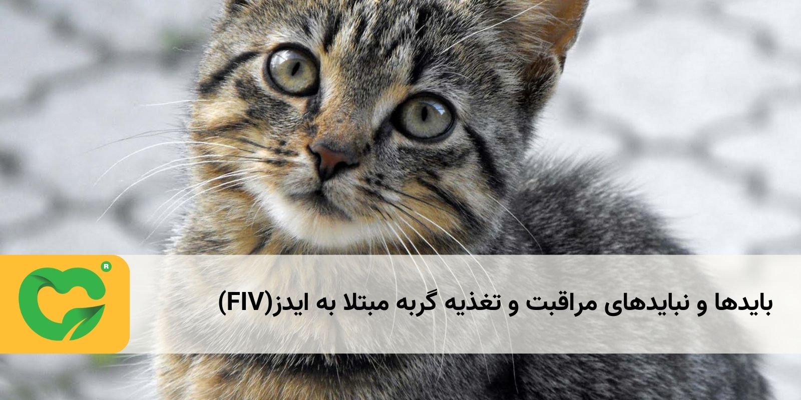 بایدها و نبایدهای مراقبت و تغذیه گربه مبتلا به ایدز(FIV)