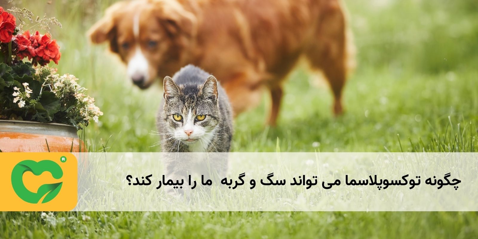 چگونه توکسوپلاسما می تواند سگ و گربه  ما را بیمار کند؟
