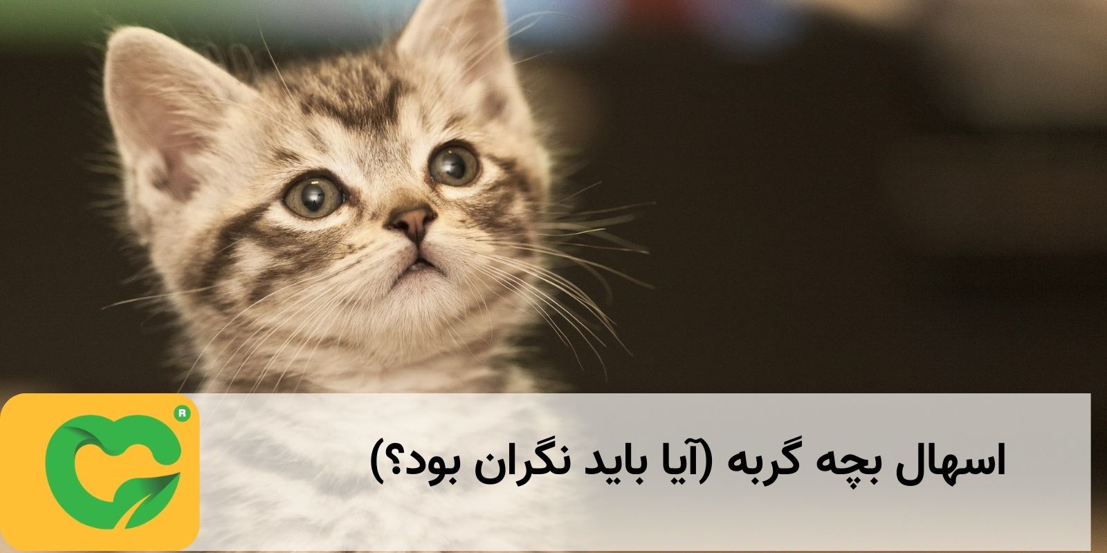 اسهال بچه گربه (آیا باید نگران بود؟)