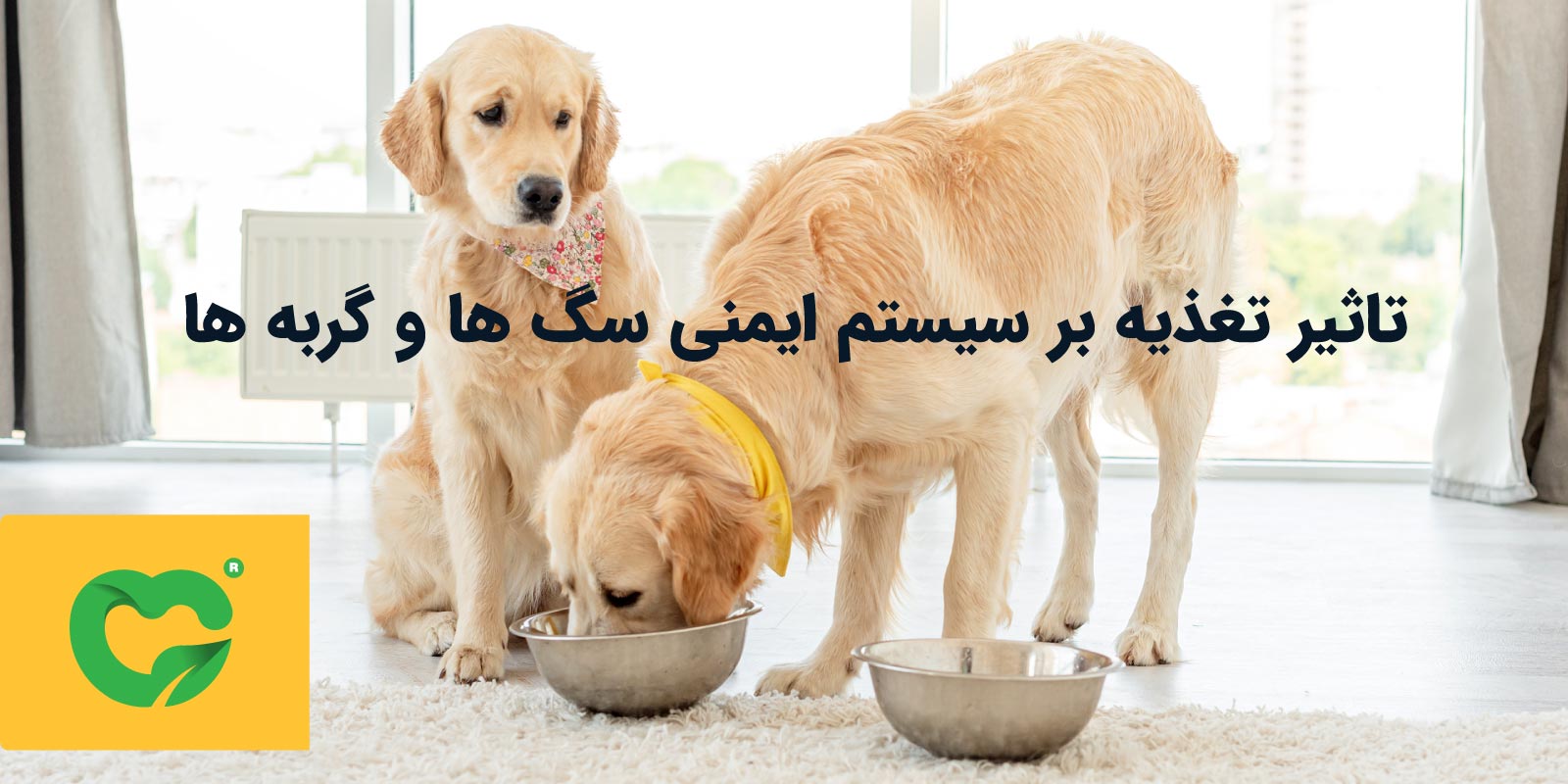 تاثیر تغذیه بر سیستم ایمنی سگ ها و گربه ها