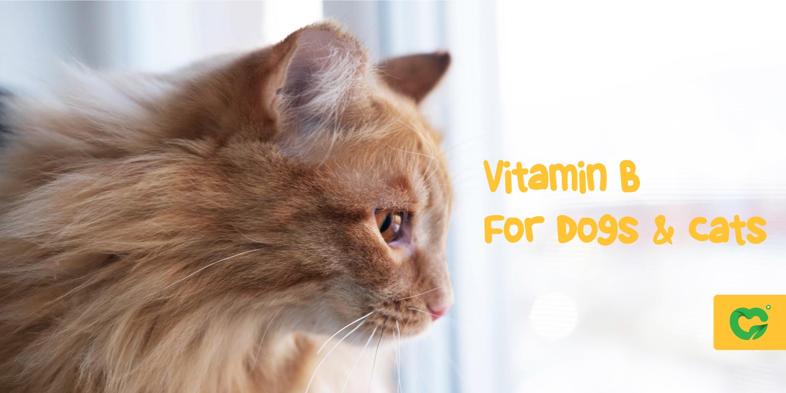 چرا در رژیم غذایی سگ و گربه وجود ویتامین‌های گروه B ضروری هستند؟