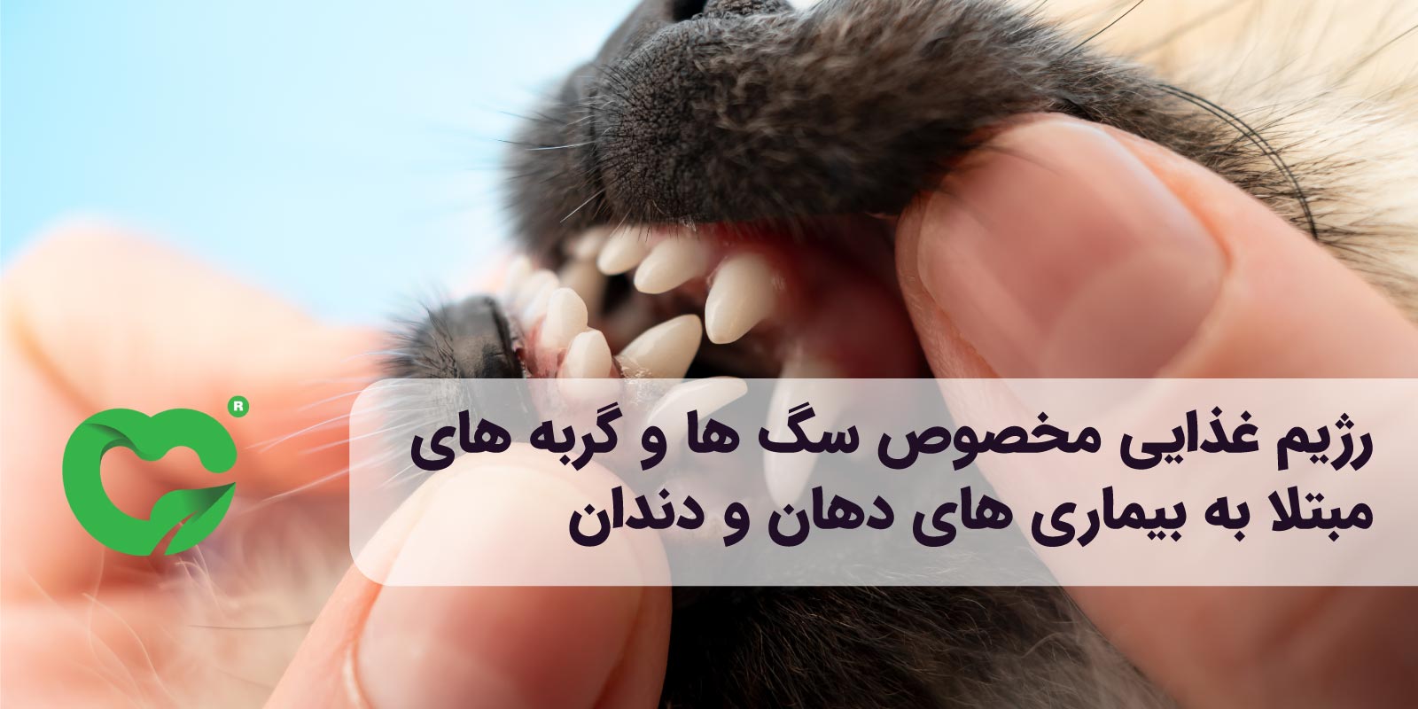 رژیم غذایی مخصوص سگ‌ها و گربه‌های مبتلا به بیماری‌های دهان و دندان