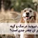 آیا بیماری تیروئید (پرکاری و کم کاری تیروئید) در سگ و گربه رخ میدهد؟ بروز آن چقدر جدی است؟