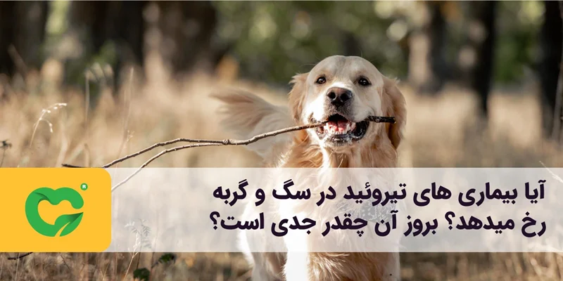 آیا بیماری تیروئید (پرکاری و کم کاری تیروئید) در سگ و گربه رخ میدهد؟ بروز آن چقدر جدی است؟
