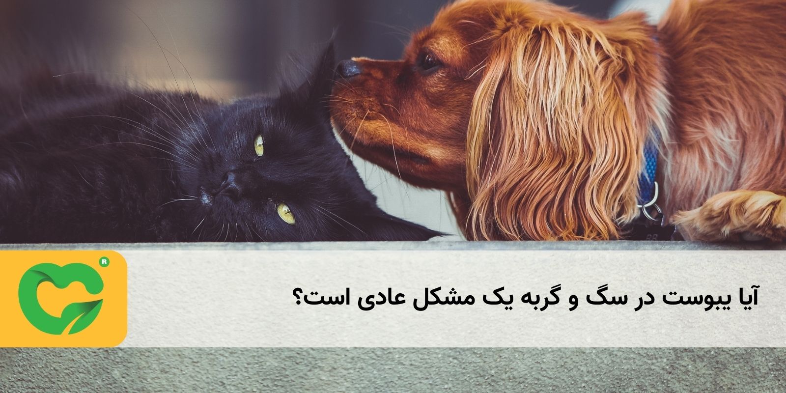 آیا یبوست در سگ و گربه یک مشکل عادی است؟