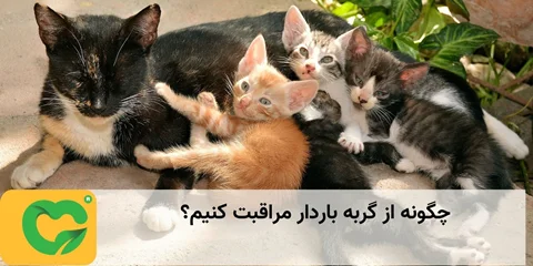چگونه از گربه باردار مراقبت کنیم؟