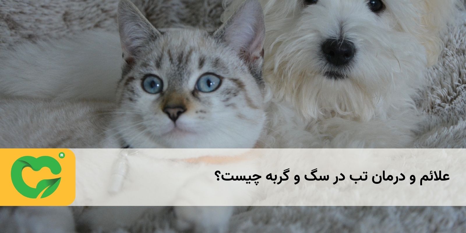 علائم و درمان تب در سگ و گربه چیست؟