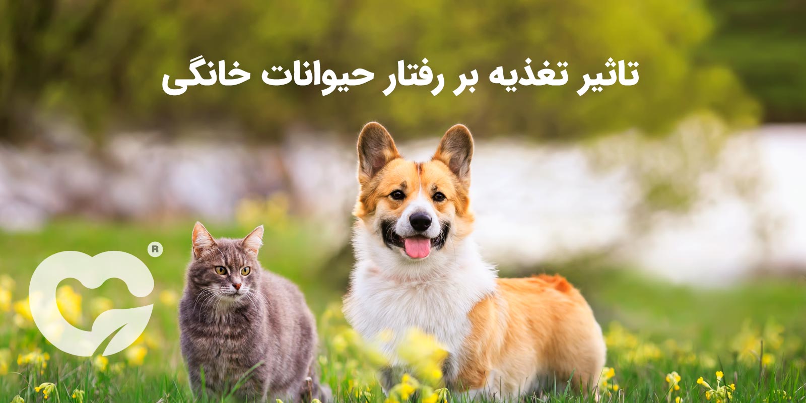 نوع تغذیه بر رفتار سگ و گربه مؤثر است