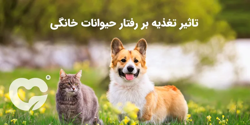 نوع تغذیه بر رفتار سگ و گربه مؤثر است