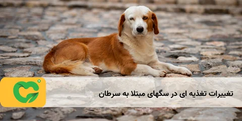 تغییرات تغذیه ای در سگهای مبتلا به سرطان