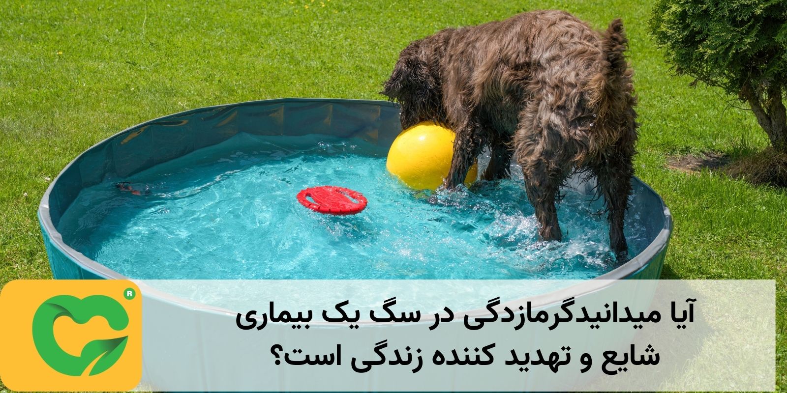 آیا میدانیدگرمازدگی در سگ یک بیماری شایع و تهدید کننده زندگی است؟