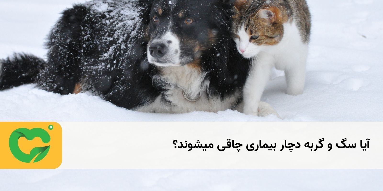 سگ و گربه چاق چگونه درمان میشوند؟