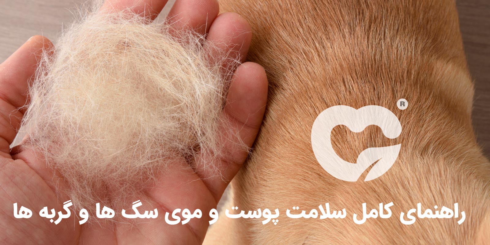 راهنمای کامل سلامت پوست و موی سگ ها و گربه ها
