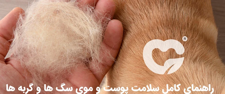 راهنمای کامل سلامت پوست و موی سگ ها و گربه ها