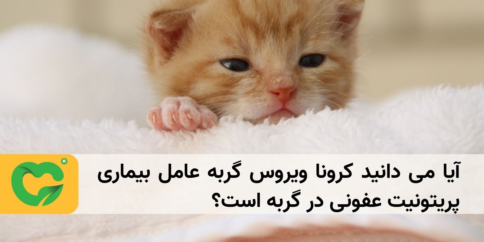 آیا می دانید کرونا ویروس گربه عامل بیماری پریتونیت عفونی در گربه است؟