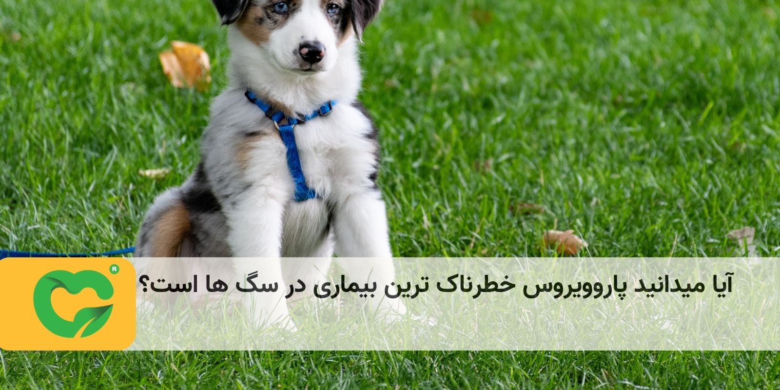 آیا میدانید پاروویروس خطرناک ترین بیماری در سگ ها است؟