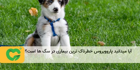 آیا میدانید پاروویروس خطرناک ترین بیماری در سگ ها است؟