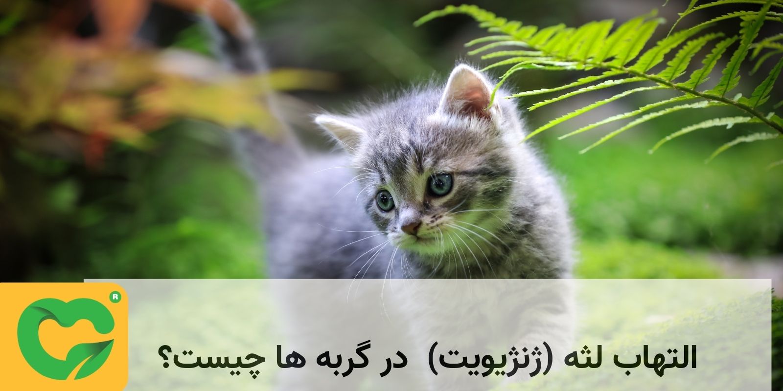 التهاب لثه (ژنژیویت)  در گربه ها چیست؟