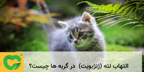 التهاب لثه (ژنژیویت)  در گربه ها چیست؟