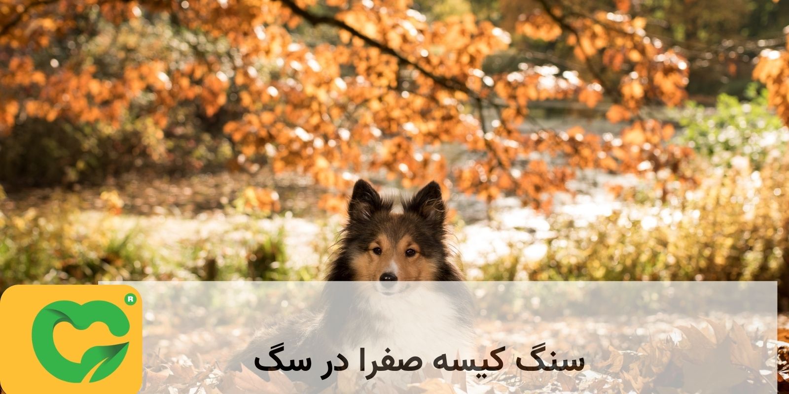 سنگ کیسه صفرا در سگ