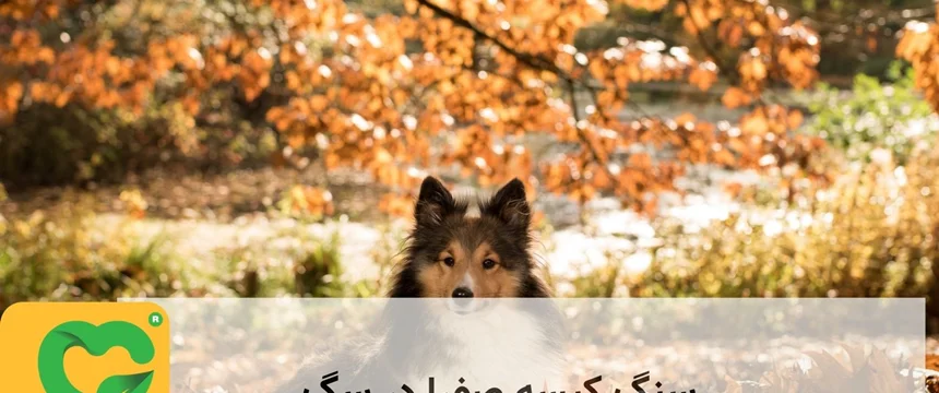سنگ کیسه صفرا در سگ