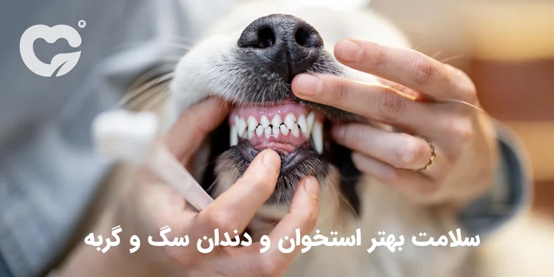 راهنمای سلامت بهتر استخوان و دندان سگ و گربه از دیدگاه تغذیه