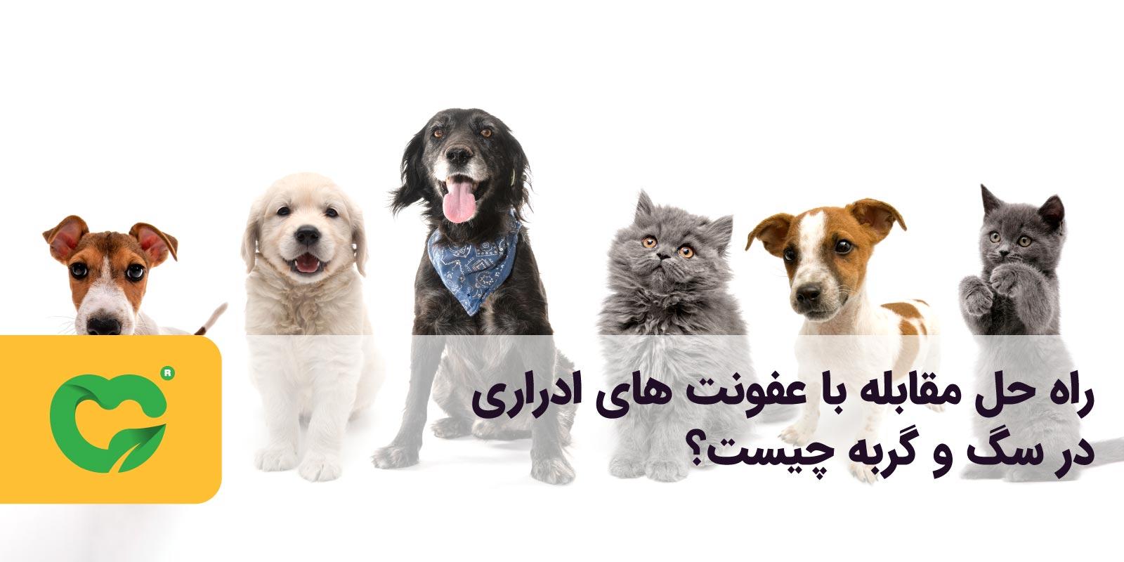 راه حل مقابله با عفونت ادراری در سگ و گربه چیست؟