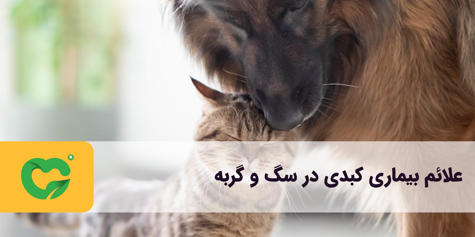 نشانه های مشکلات کبدی سگ و گربه چیست؟