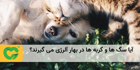آیا سگ ها و گربه ها در بهار آلرژی می گیرند؟