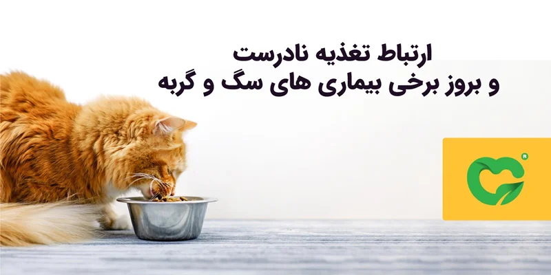 ارتباط تغذیه نادرست و بروز برخی بیماریهای سگ و گربه