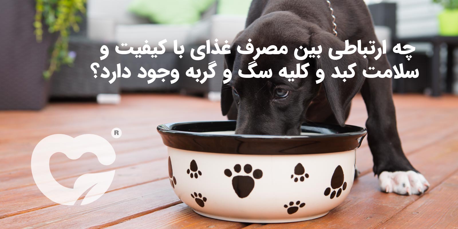 چه ارتباطی بین مصرف غذای با کیفیت و سلامت کبد و کلیه سگ و گربه وجود دارد؟