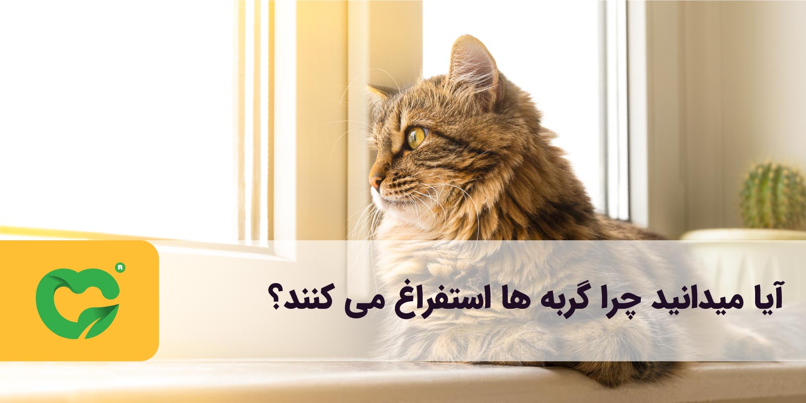 آیا میدانید چرا گربه ها استفراغ می کنند؟