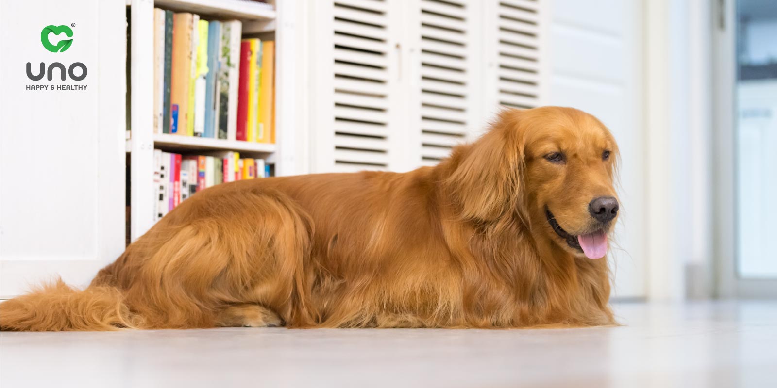مزایای غذای خشک سگ و گربه با درصد پروتئین بالا
