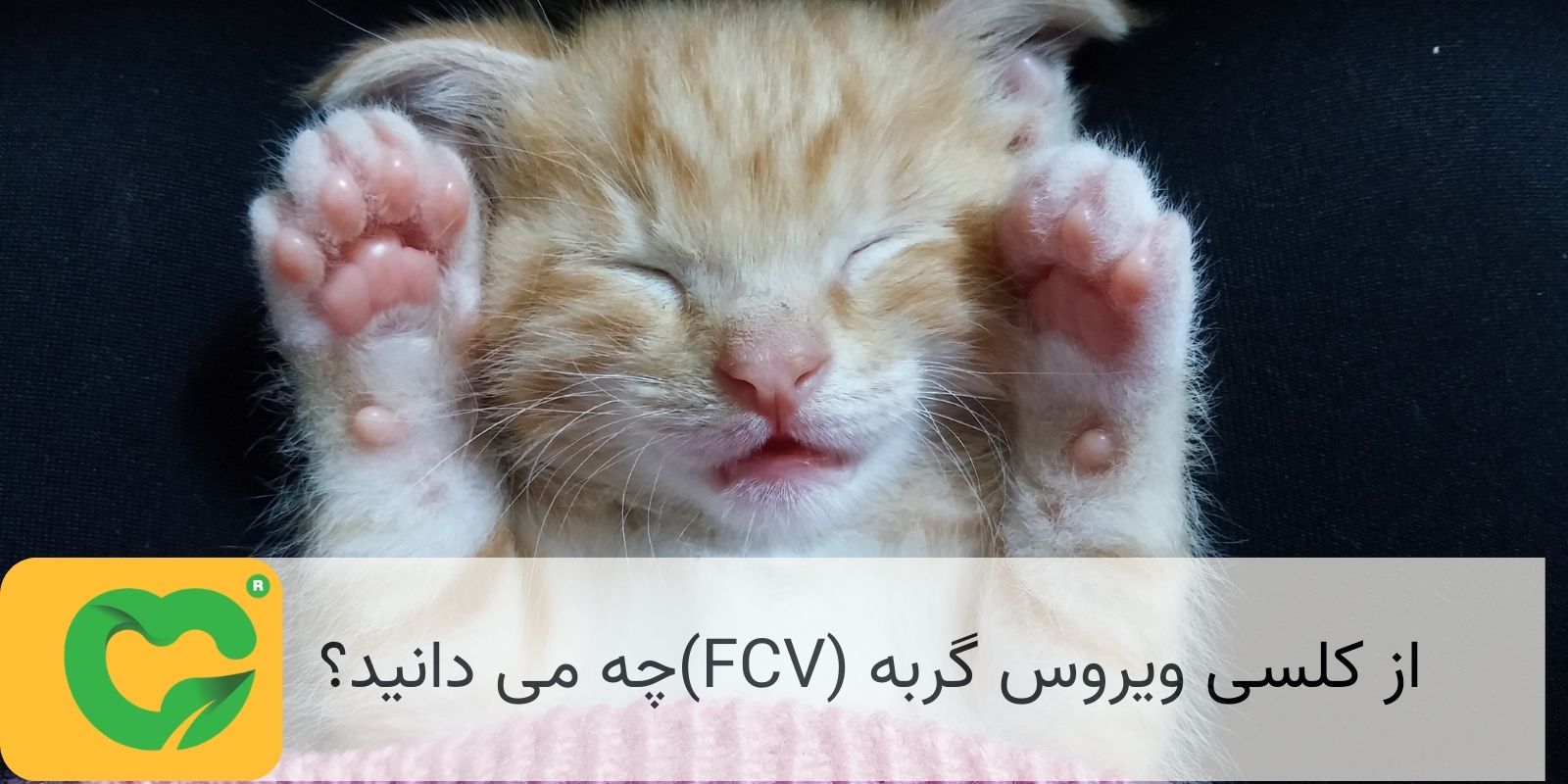 از کلسی ویروس گربه (FCV)چه می دانید؟