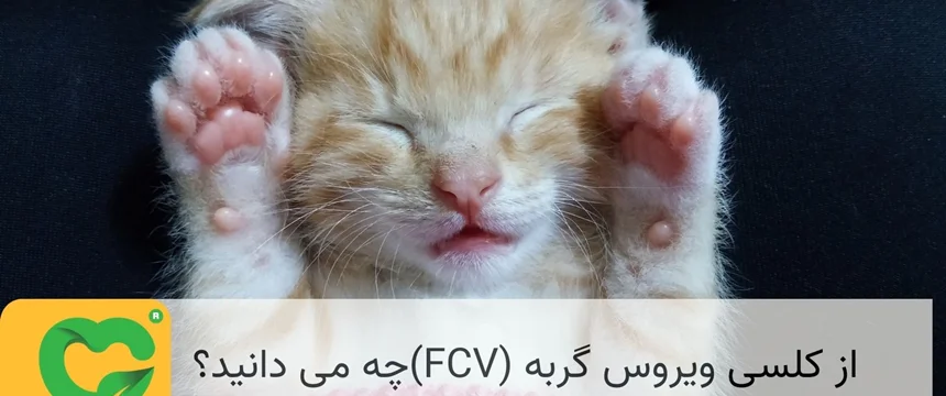 از کلسی ویروس گربه (FCV)چه می دانید؟