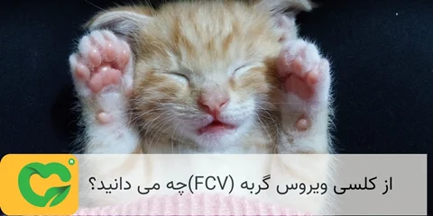 از کلسی ویروس گربه (FCV)چه می دانید؟