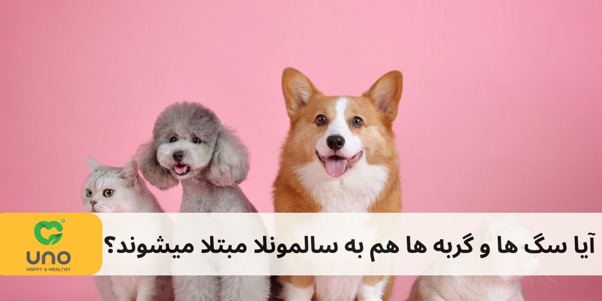 آیا سگ ها و گربه هاهم به سالمونلا مبتلا میشوند؟