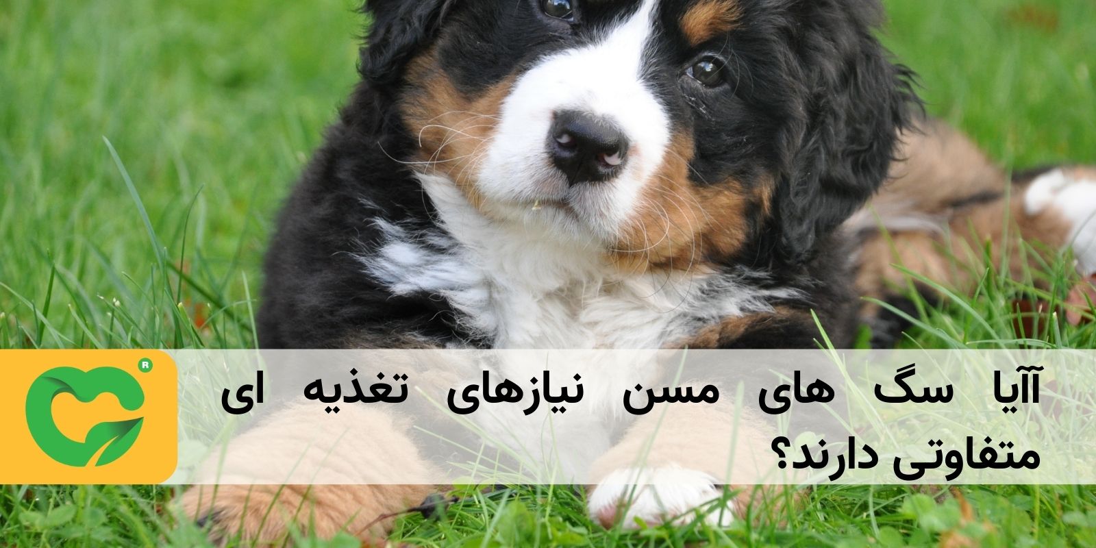 آیا سگ های مسن نیازهای تغذیه ای متفاوتی دارند؟