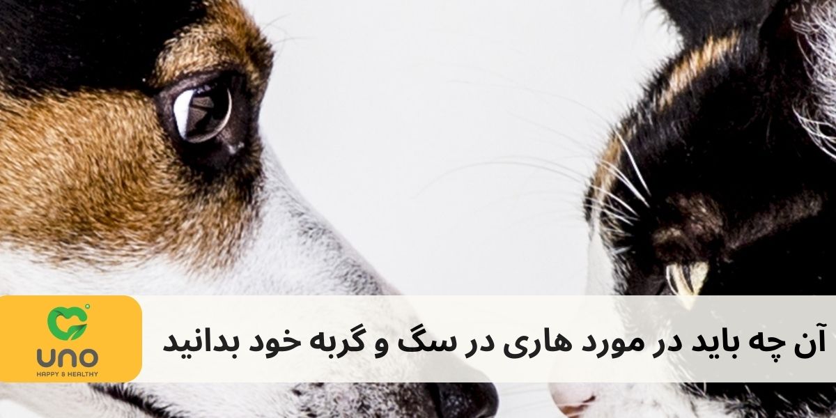 آنچه باید در موردهاری برای سگ و گربه خود بدانید