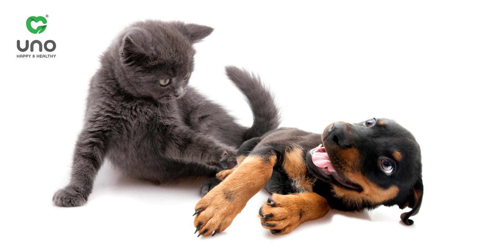 چگونه بهترین غذای خشک را برای سگ و گربه مان انتخاب کنیم؟