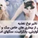 راهنمای جامع تأثیر نوع تغذیه در درمان برخی از بیماریهای خاص در سگ و گربه (بیماری های گوارشی، پانکراتیت، سنگ های ادراری و غیره)