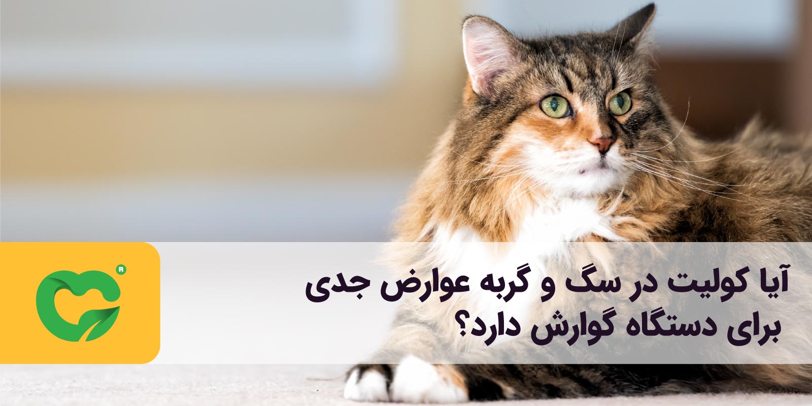 آیا کولیت در سگ و گربه، عوارض جدی برای دستگاه گوارش دارد؟
