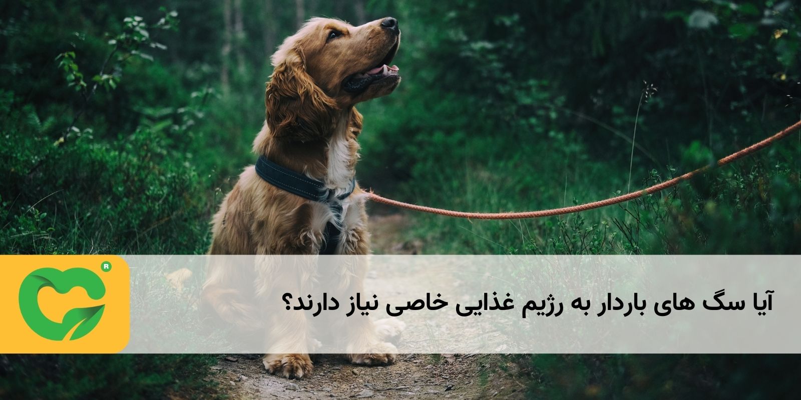 آیا سگ های باردار به رژیم غذایی خاصی نیاز دارند؟